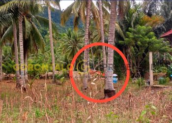 PETI Dengilo Merambat ke Pemukiman Warga, Camat : Kita Sudah Beri Himbauan