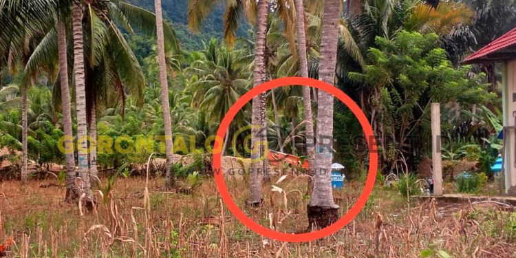 PETI Dengilo Merambat ke Pemukiman Warga, Camat : Kita Sudah Beri Himbauan