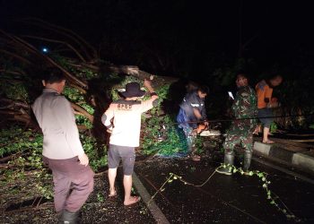 Jelang Buka Puasa, Tim BPBD Gerak Cepat Bersihkan Pohon Tumbang di Palopo