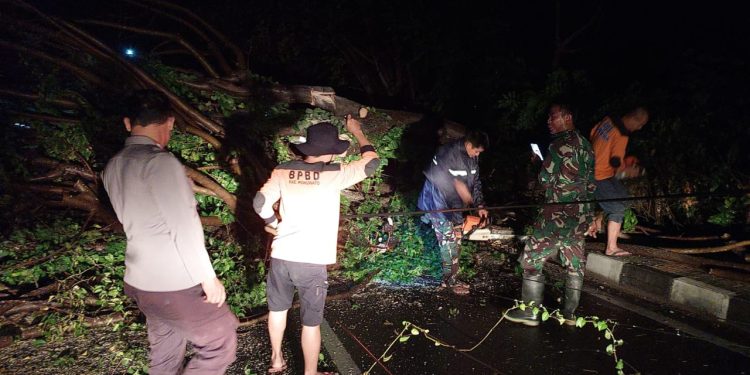 Jelang Buka Puasa, Tim BPBD Gerak Cepat Bersihkan Pohon Tumbang di Palopo